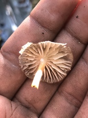 Marasmius