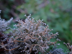 Sphaerophorus tuckermanii