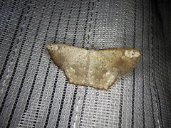 Peratostega deletaria