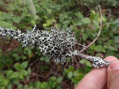 Hypogymnia inactiva