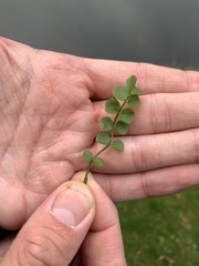 Cardamine pratensis