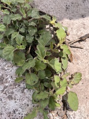 Caryophyllales