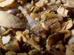 Philocheras sculptus