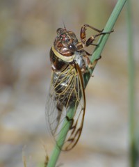 Diceroprocta marevagans