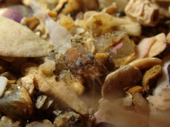 Philocheras sculptus