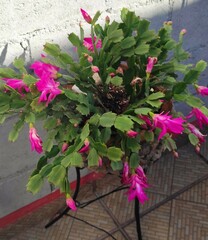 Schlumbergera truncata