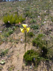 Moraea bellendenii
