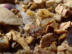 Philocheras sculptus