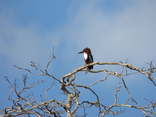 White-throated Kingfisher (Halcyon smyrnensis), photo 4