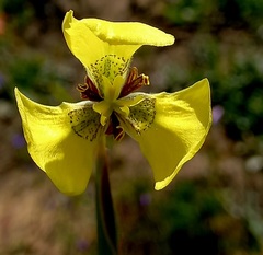 Moraea bellendenii