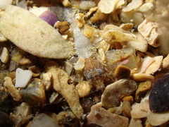 Philocheras sculptus