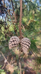 Pinus leiophylla