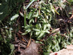 Plagiothecium undulatum