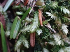 Plagiothecium undulatum