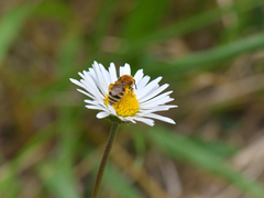 Colletes