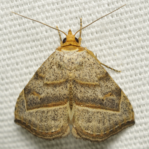Oxycilla mitographa Grote, 1873