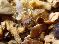 Philocheras sculptus