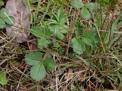 Fragaria virginiana