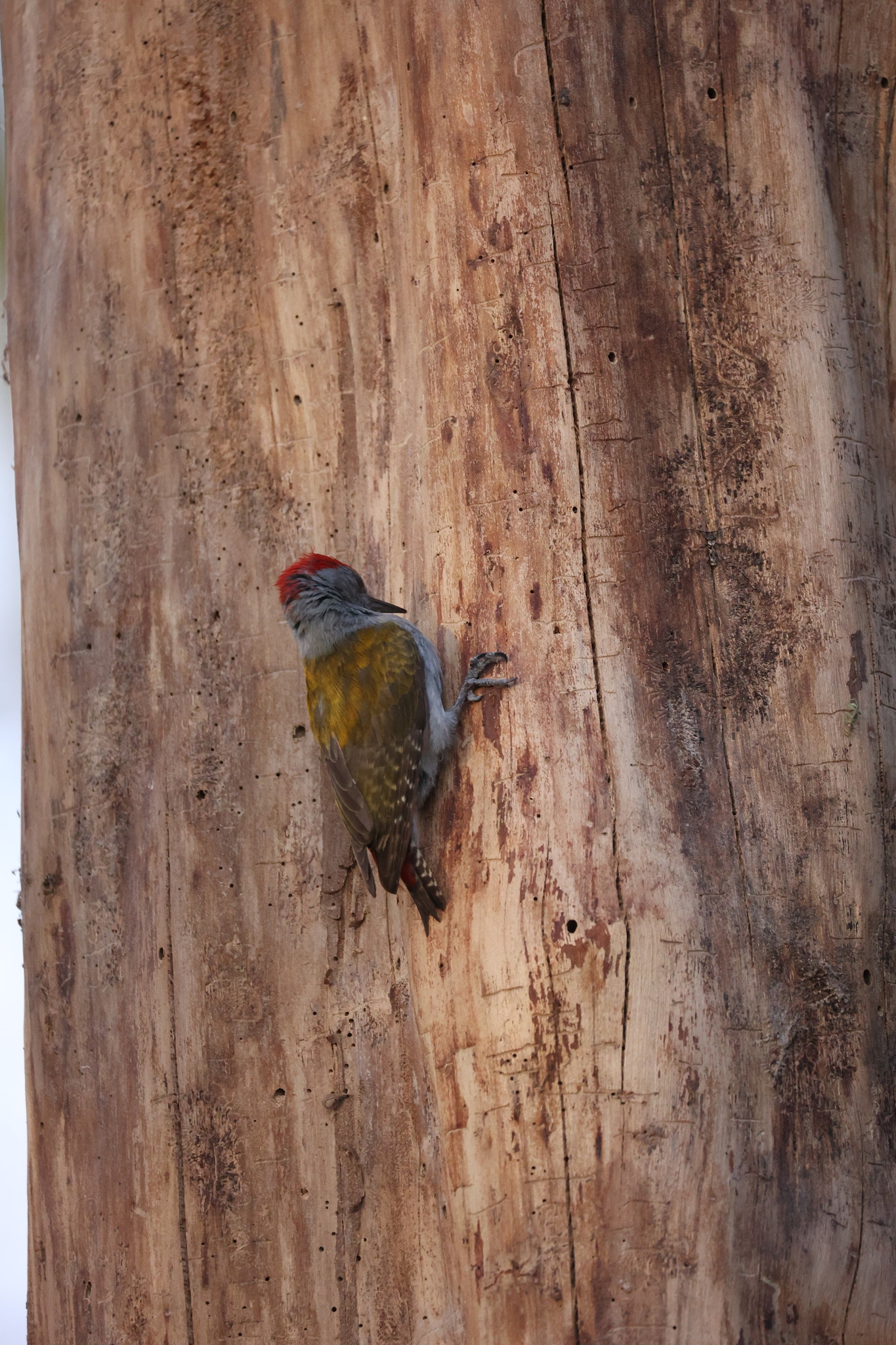 Mountain Grey Woodpecker illustration
