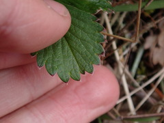 Fragaria virginiana