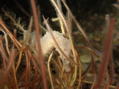 Hippocampus hippocampus