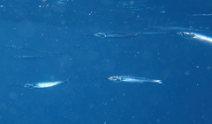 Hemiramphus brasiliensis