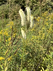 Sanguisorba canadensis