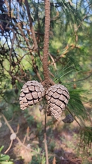 Pinus leiophylla