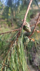 Pinus leiophylla