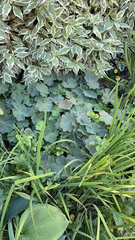 Alchemilla mollis