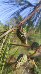 Pinus leiophylla