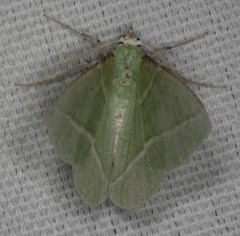 Dichorda illustraria