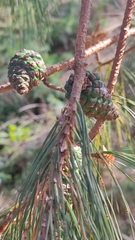 Pinus leiophylla