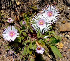Drosanthemum striatum