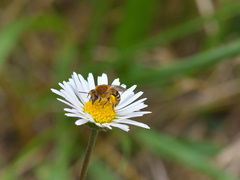 Colletes