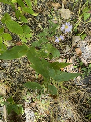 Symphyotrichum shortii