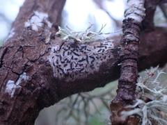 Alyxoria varia