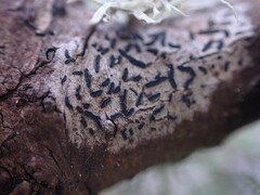 Alyxoria varia