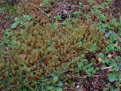 Rhytidiadelphus squarrosus