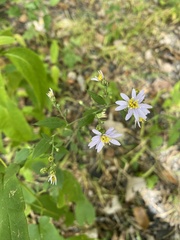 Symphyotrichum shortii