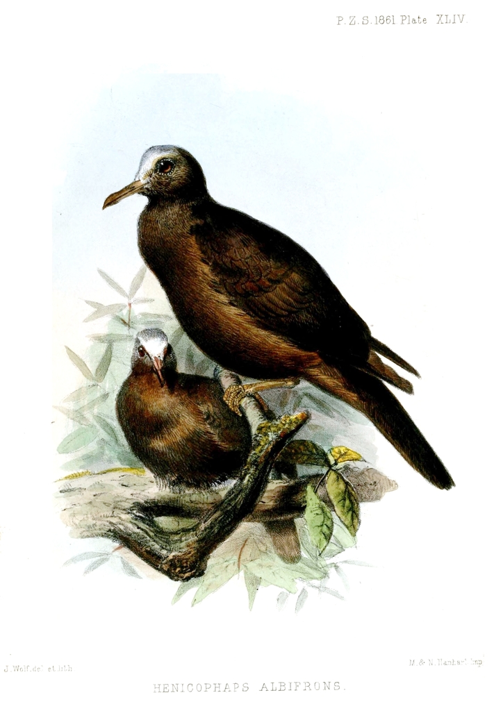 New Guinea Bronzewing