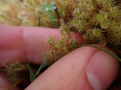 Rhytidiadelphus squarrosus