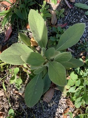 Verbascum thapsus