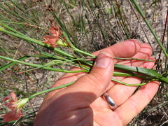 Moraea flaccida