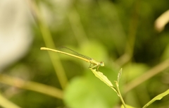 Ceriagrion coromandelianum