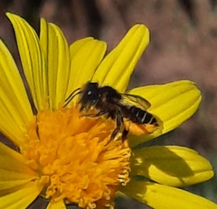 Megachile centuncularis