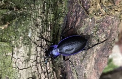 Carabus problematicus