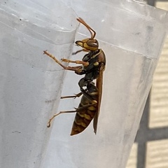 Polistes jokahamae