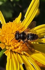 Megachile centuncularis