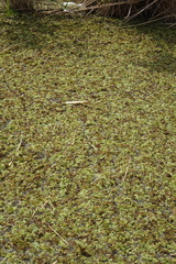 Salvinia natans
